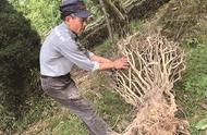 洞庭山碧螺春原产地遭遇危机，老茶树大量被砍挖